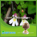 made in china eyebright extract powder